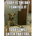 Dog memez