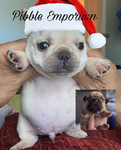 Pibble Emporium