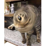 The Lovely Hamster