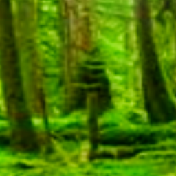 Forest run!