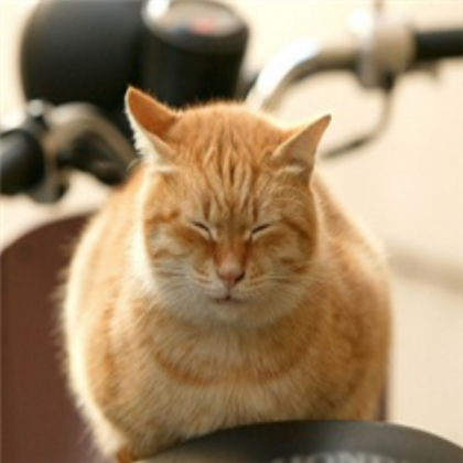 cat..... Roblox decal