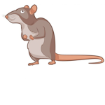 The Swaggy Ratsss