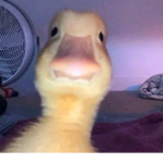 The Duckling Crew