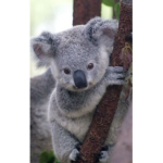 Koala fun of the USA