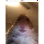 roblox hamster dudes
