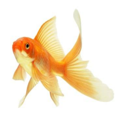 goldfish #5 Roblox decal