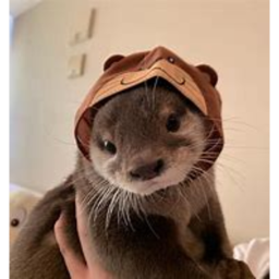 The Otter Obby