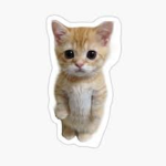 El_Gato_Club