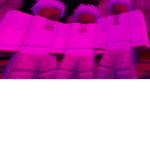 DAJ Gang