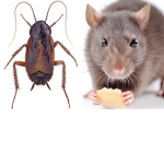 rats and roaches club
