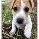 Pippin the cutest