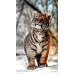 Flawless Tiger Cubs