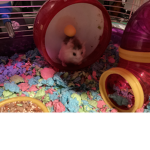 Fluffy the hamster Squad