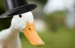 ducks with hats fan club