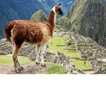 Llamas fans V.S Rain fans