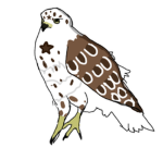 CANARYCLAN