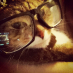 kattepros