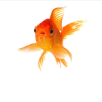 I am just a fish