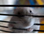 カオスグループ