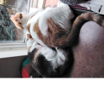 Super Ultra Mega Cat Group