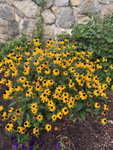 [wcue] wildflower grove