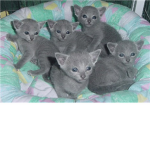 Deathclan-bluerussiankittensclan