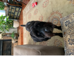 Dogs are sweet and adorable