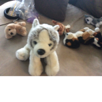 Galaxy husky squad
