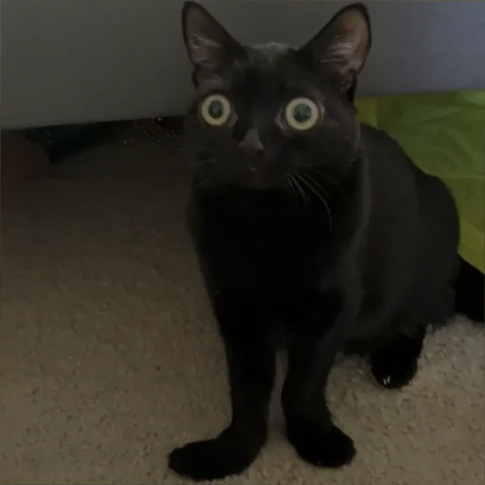 Jinx the Cat PFP