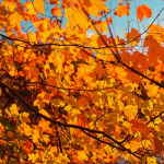 ∾Maples∾