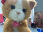 Stef Cat Group