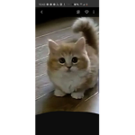 Cats are fat