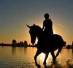 Rose uphill stables