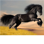 horse riders horse lovers and horse owners