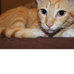 For My Friends who like cute kitties
