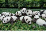 da panda love