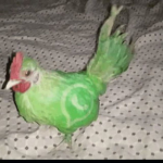 #SofiArmyy