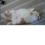 ThE FaT KitTeNs