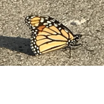 The Buttery Butterflies