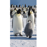 Penguin and elephants fans