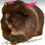 Meerschweinchenkrieger