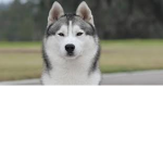 Ice Huskys