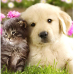 Puppies and Kitties YAAAAY club