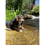 Hi Dog Fans!