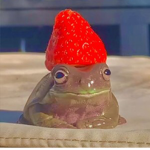 My tiny frogs
