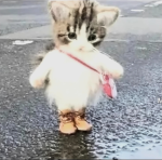 Simple Cat UGC