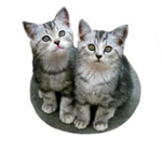 The pretty kitty's