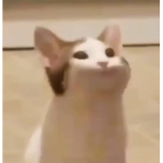 Popcat family gang