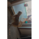 Meow hehehhehe