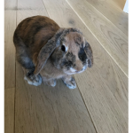 OliverANDLillysGROUP